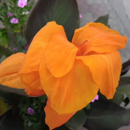 Canne Al Vento B&B 3*